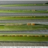 thym sylvestris ovum1 volg
